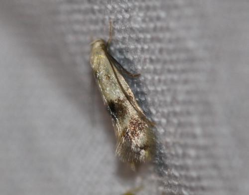 Elachista maculicerusella